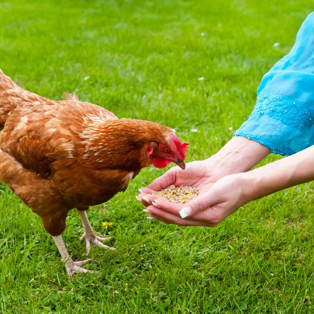 Aqua & Poultry Feed